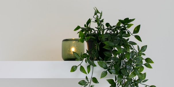 green leafed plant place on floating shelf