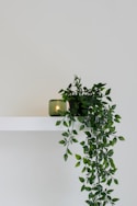 green leafed plant place on floating shelf