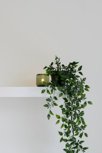 green leafed plant place on floating shelf