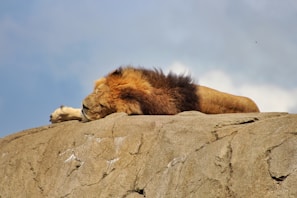 A serene scene of a mountain lion resting on a rocky outcrop under a clear sky.