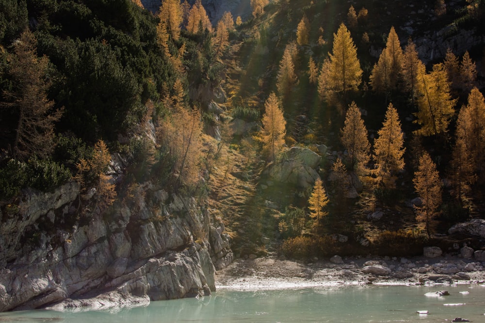 brown and black tree beside body of water