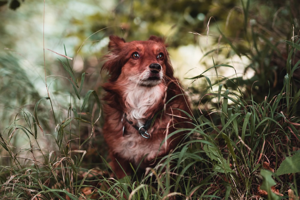 brown dog in grasses