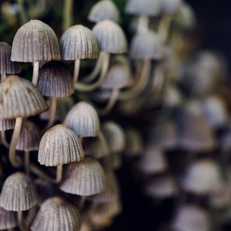 macro shot photography of mushrooms