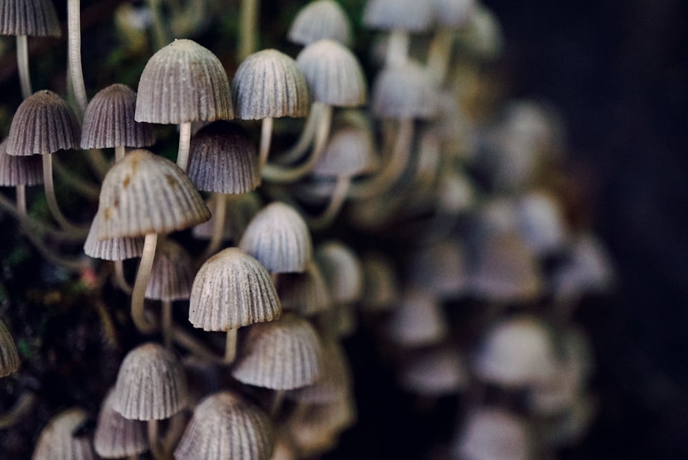 macro shot photography of mushrooms