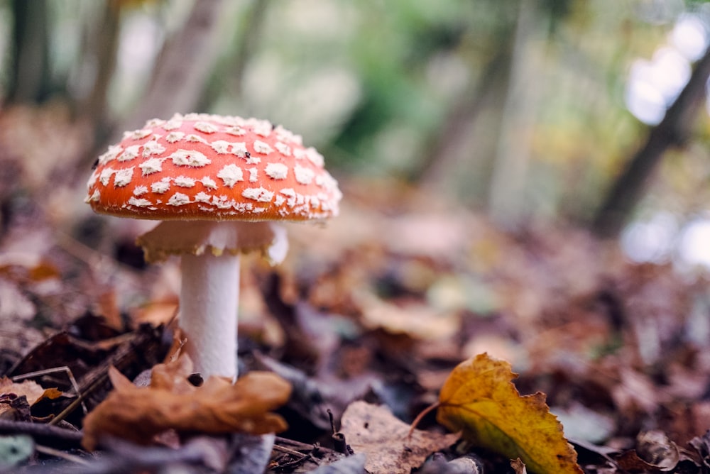 selective focus photography of red mushroom