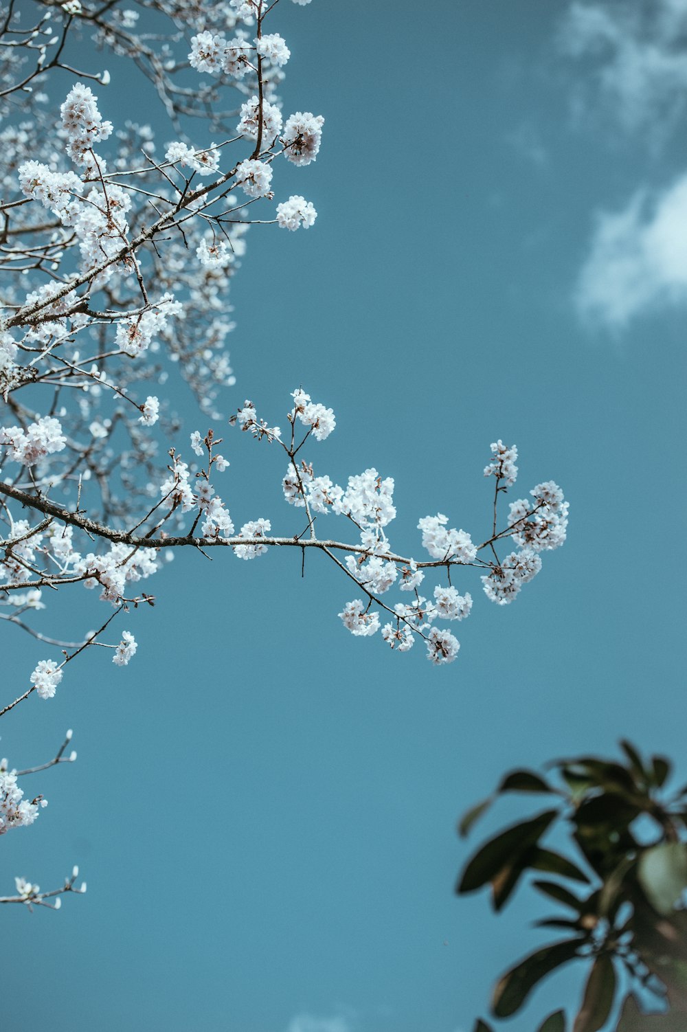 photo en contre-plongée de fleurs de cerisier