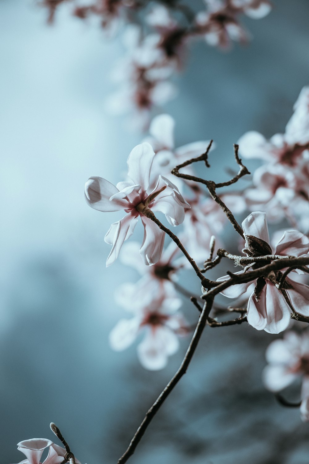 closeup photo of white petal flowers