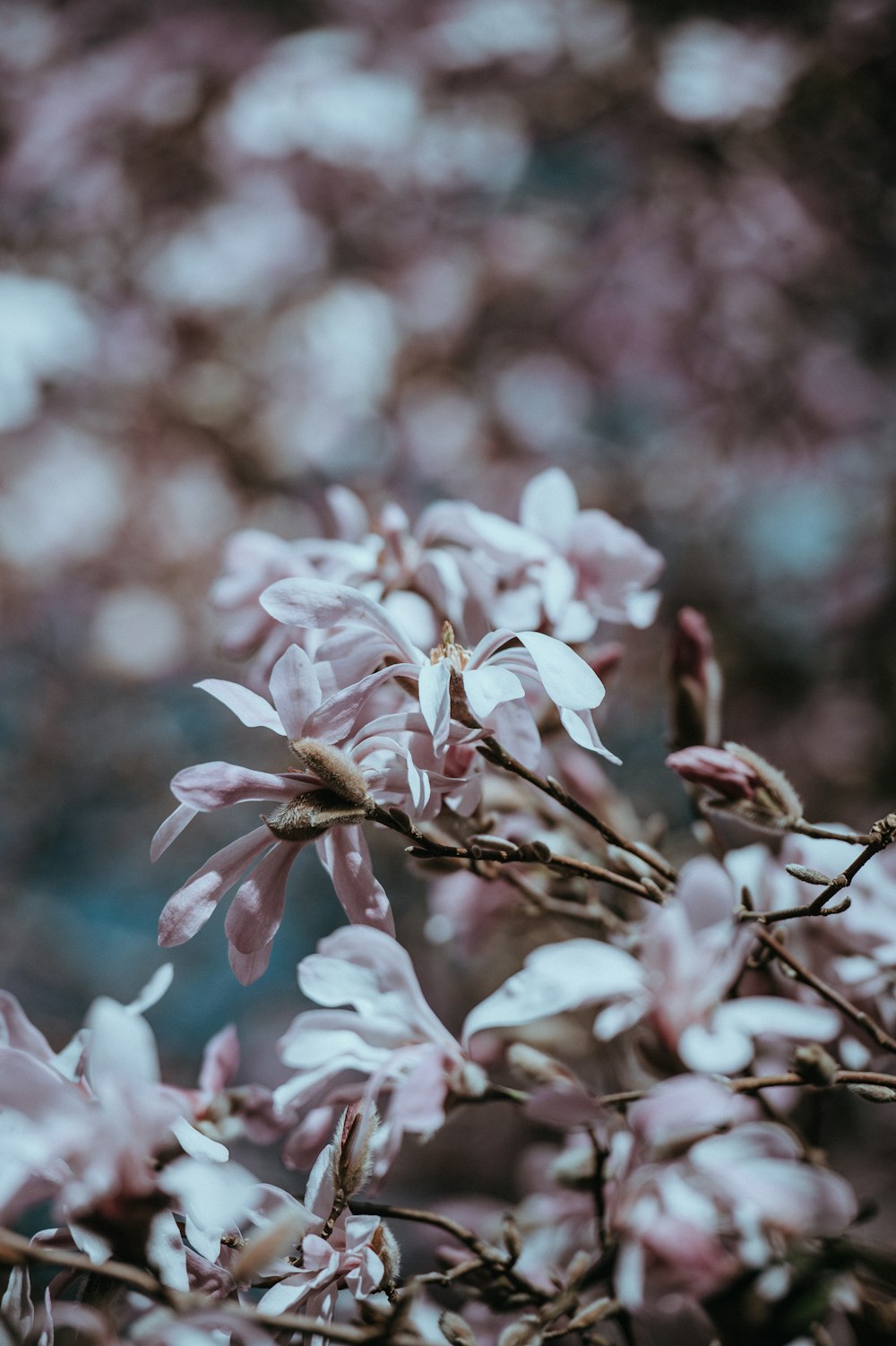 selective focus photo of pink petaled flower