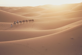 A group of camels and people are traveling through expansive sand dunes under a bright sun. The sand is smooth and golden, with visible tracks left by the camels and people. The landscape is vast and serene, creating an impression of a long journey across the desert.