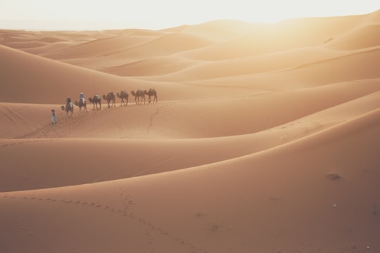 camel walking in the desert at daytime in Merzouga Morocco