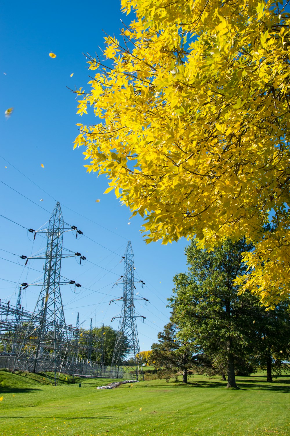 árbol de pétalos amarillos en un campo de hierba verde cerca de los postes de cable