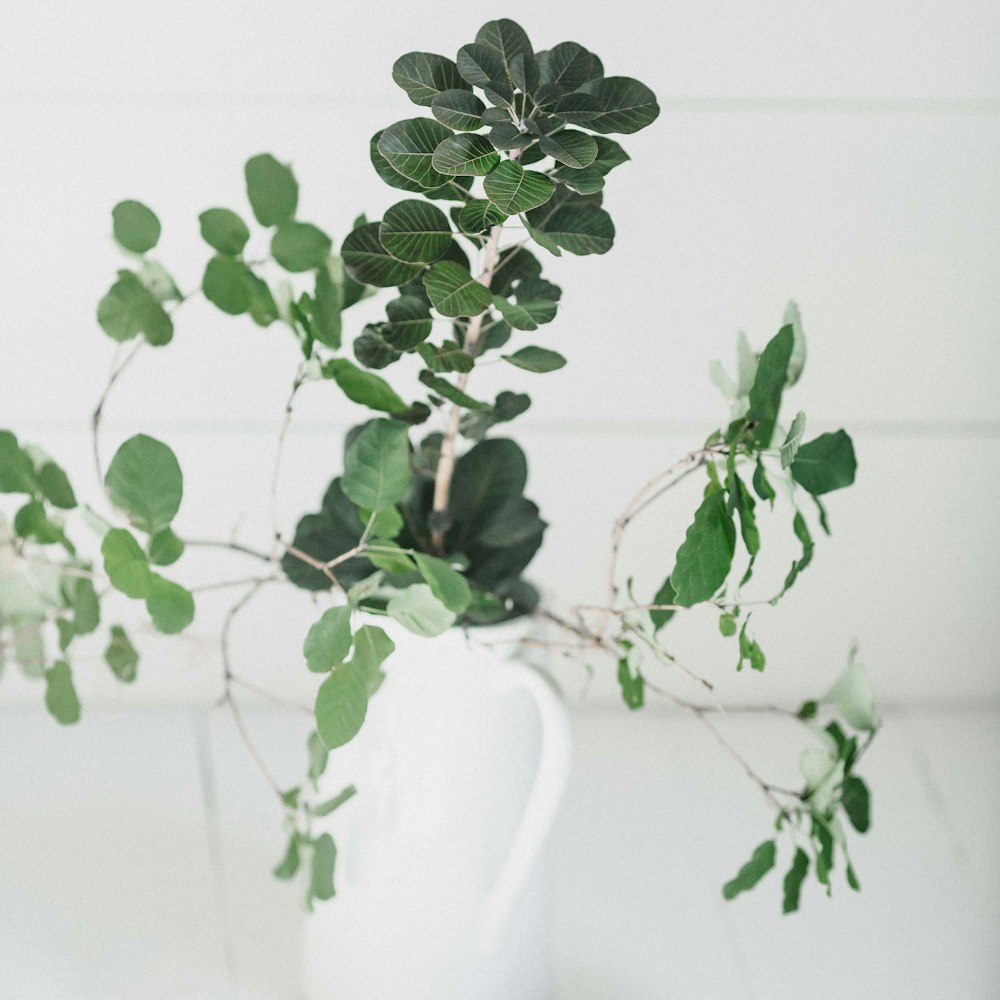 plante à feuilles vertes sur pot blanc