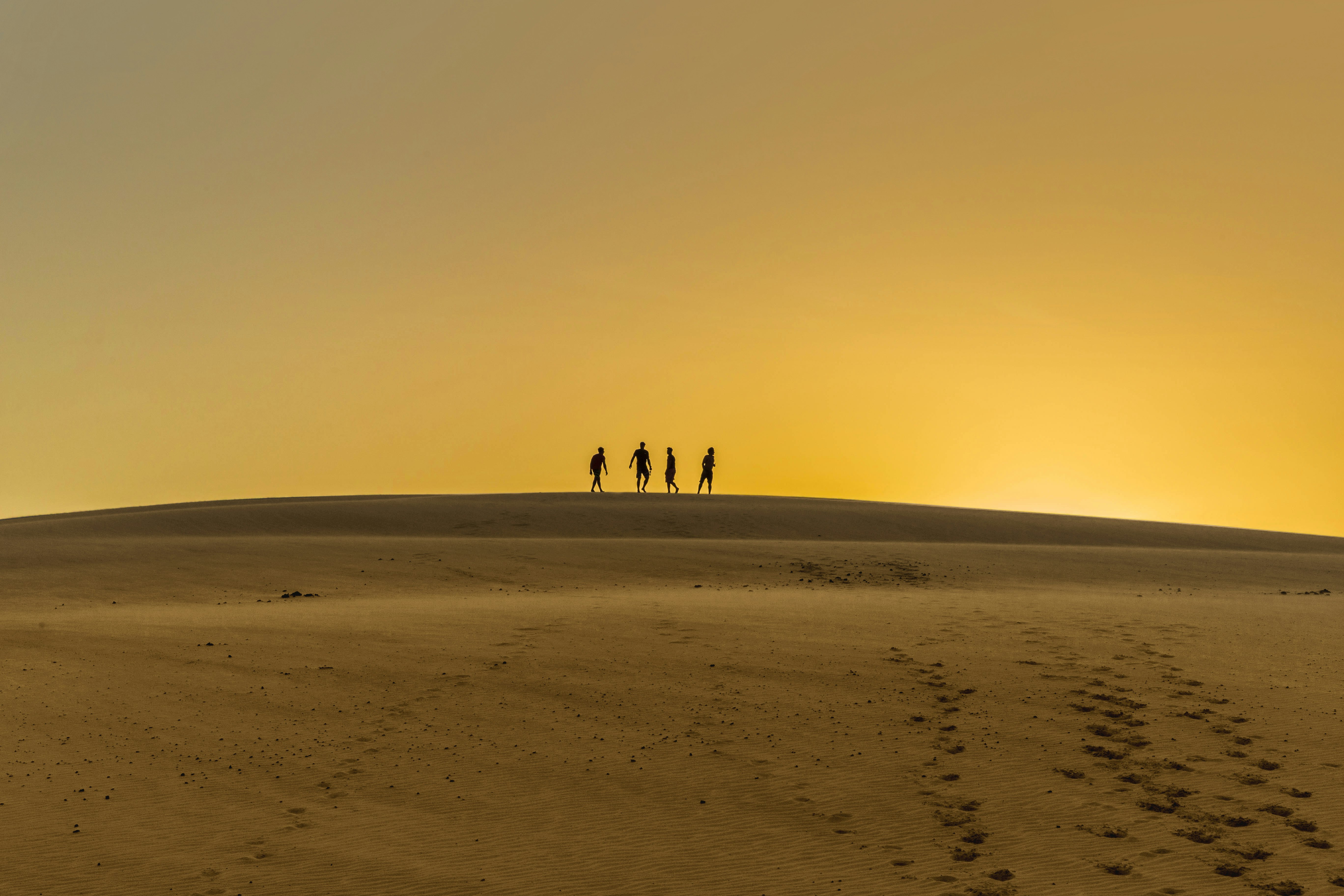 silhouette photography of four person