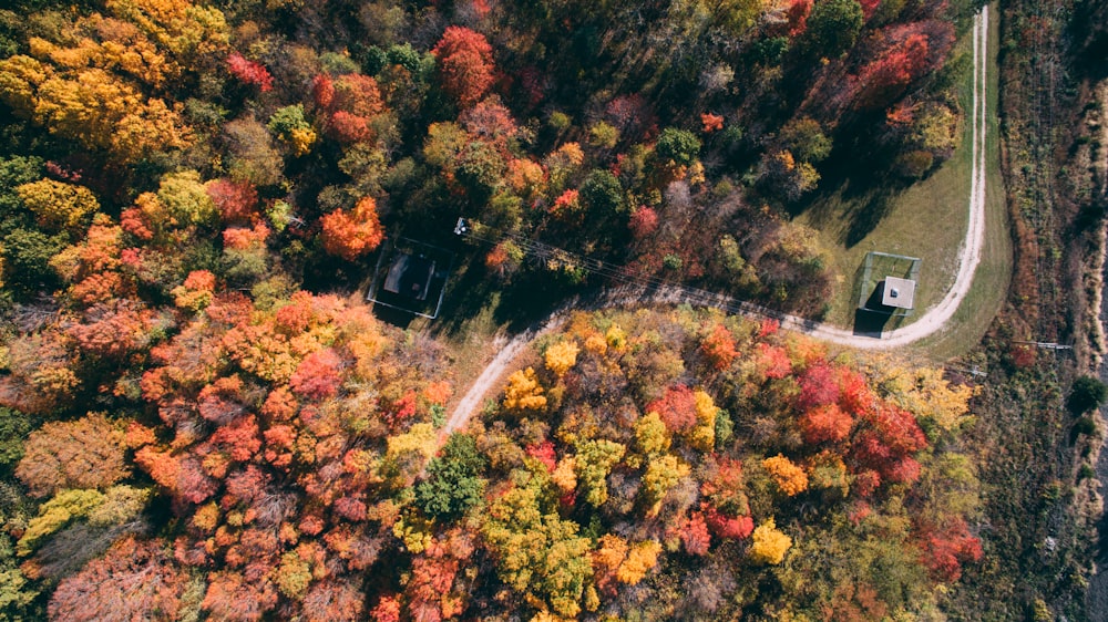 fotografia aerea della strada tra gli alberi durante il giorno