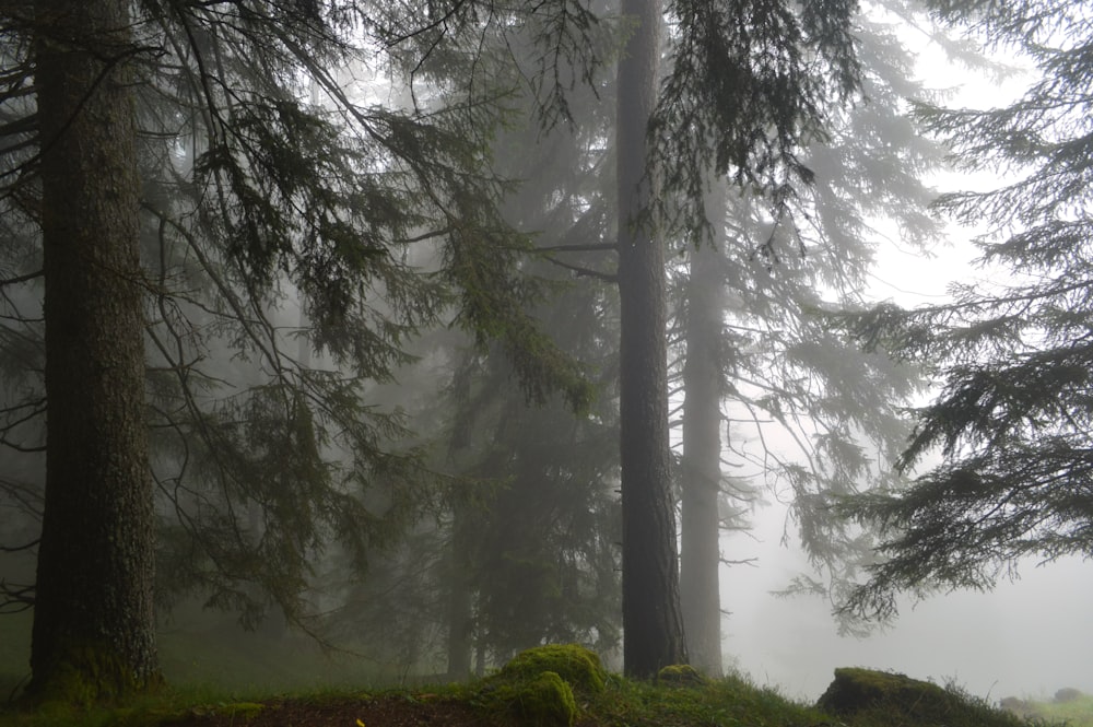 霧に覆われた木々の写真