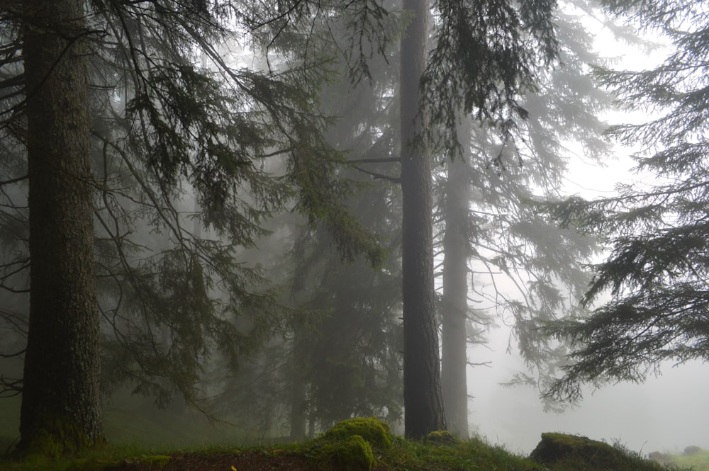 Foto von Bäumen, die in Nebel gehüllt sind