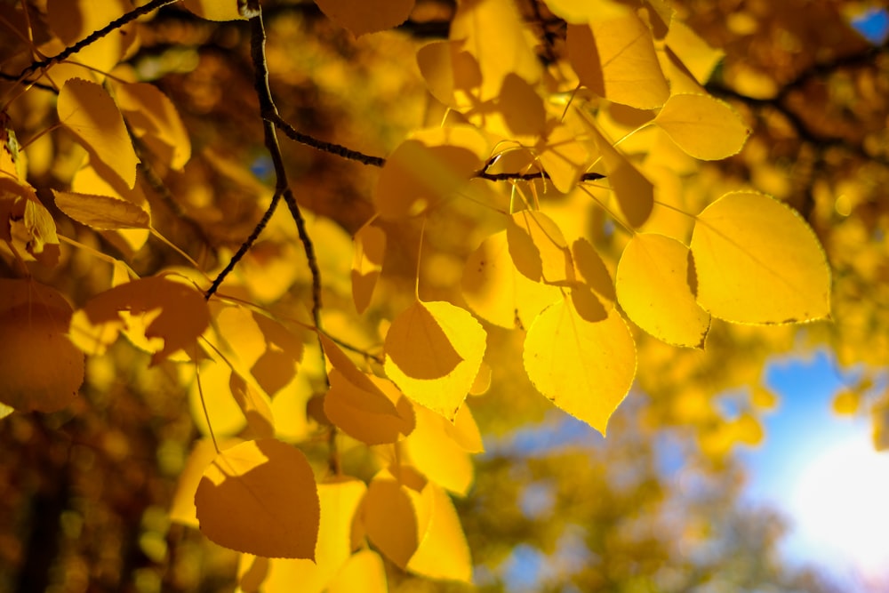 Photographie de profondeur de fleurs à pétales jaunes