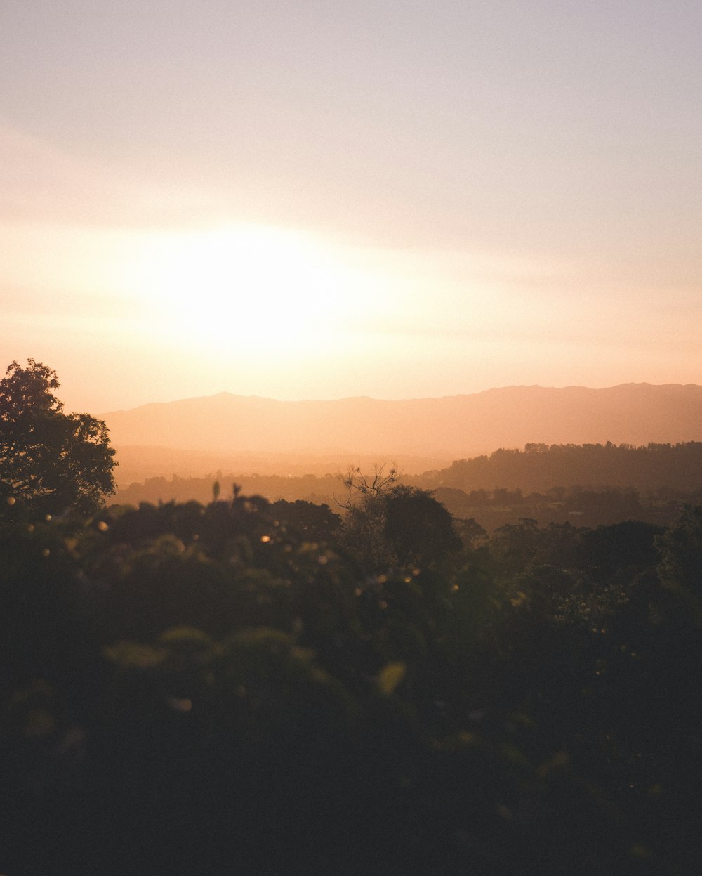 low angle-view of silhouette of leaves during sunrise