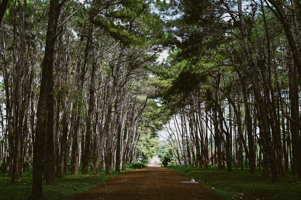 estrada entre árvores de folhas verdes durante o dia