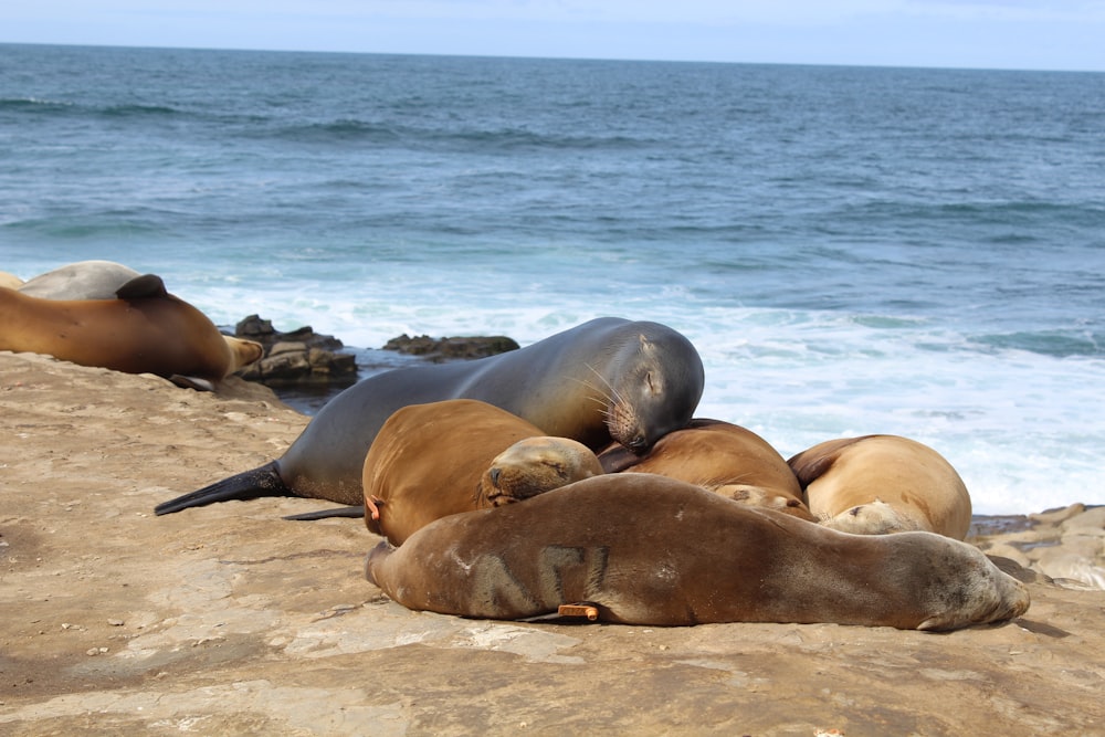sea lions on land resting next to sea