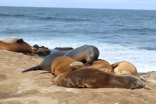 sea lions on land resting next to sea in La Jolla United States