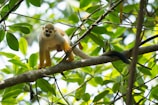 monkey on tree branch