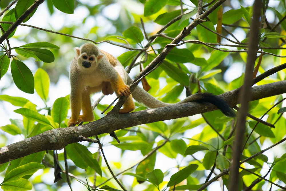 monkey on tree branch