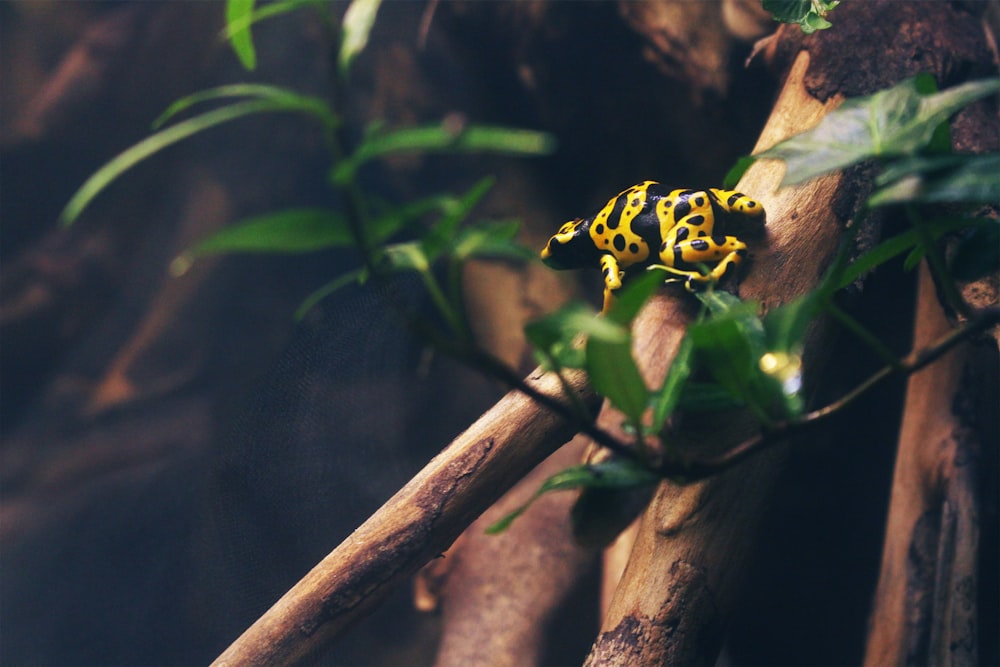 grenouille jaune sur branche d’arbre