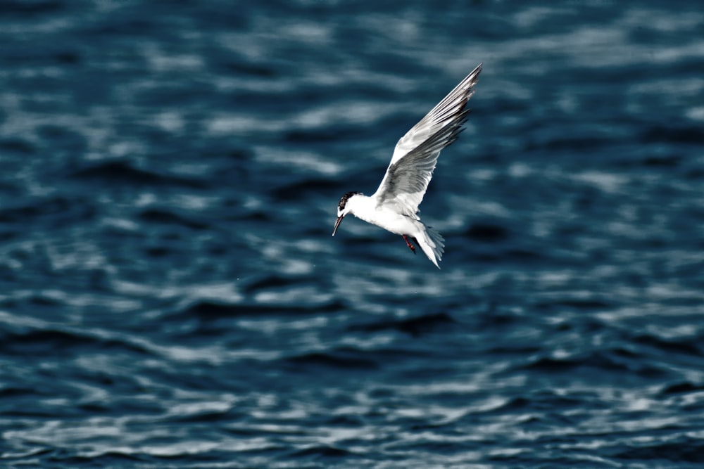 Ein weißer Vogel, der über ein Gewässer fliegt