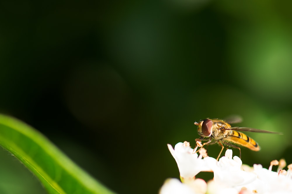 macro shot photo of bee