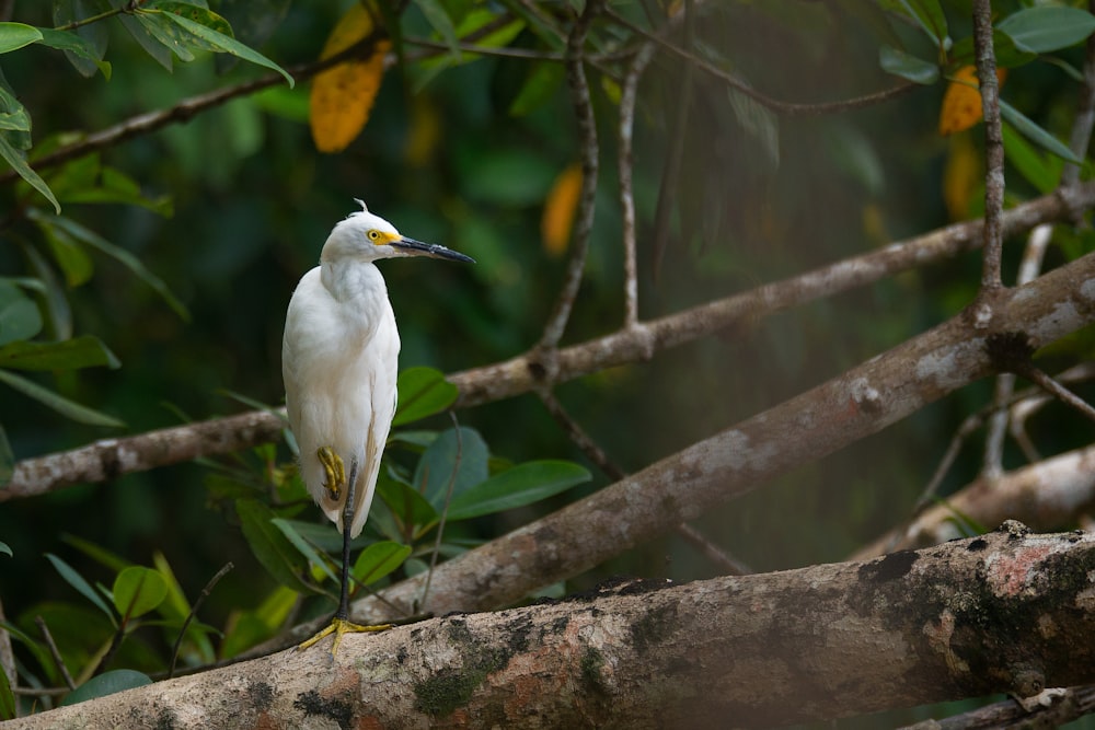 white bird perched on tree branch