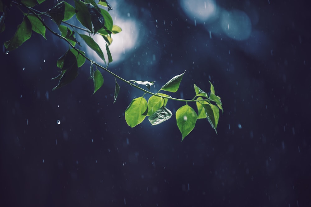 Fotografía de enfoque selectivo de árbol de hojas verdes