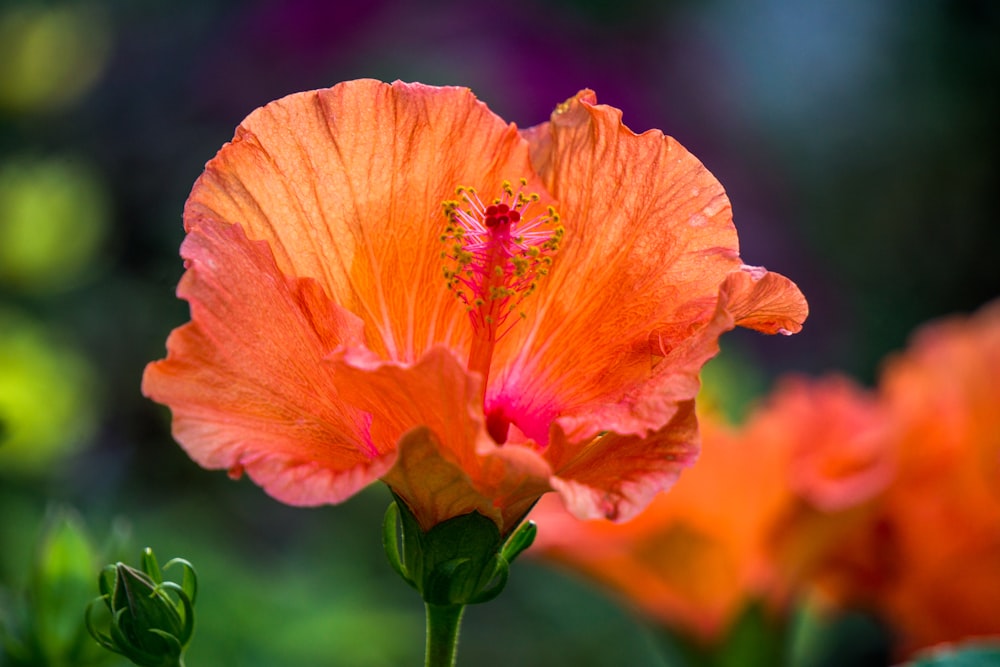 photographie en gros plan de fleur à pétales d’orange