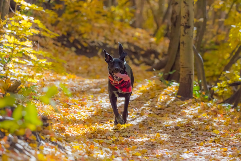 dog running on writhed leaves surrounded by trees