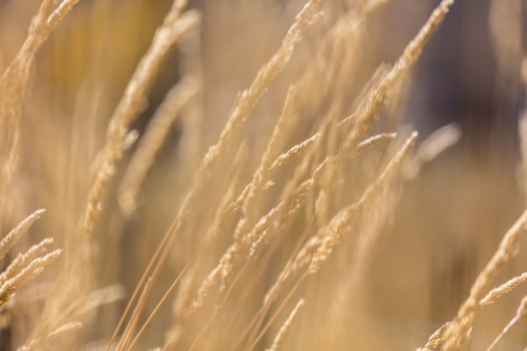 brown wheat field during daytime