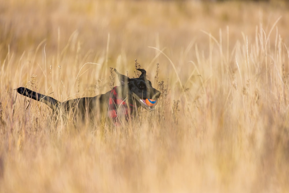 short-coated black dog in grass field