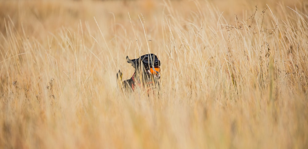 short-coated black dog with orange ball running on field of grass