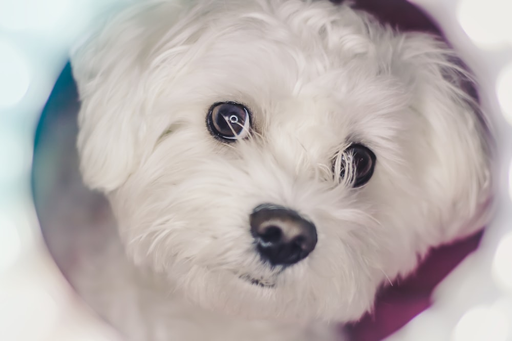 long-coated white puppy