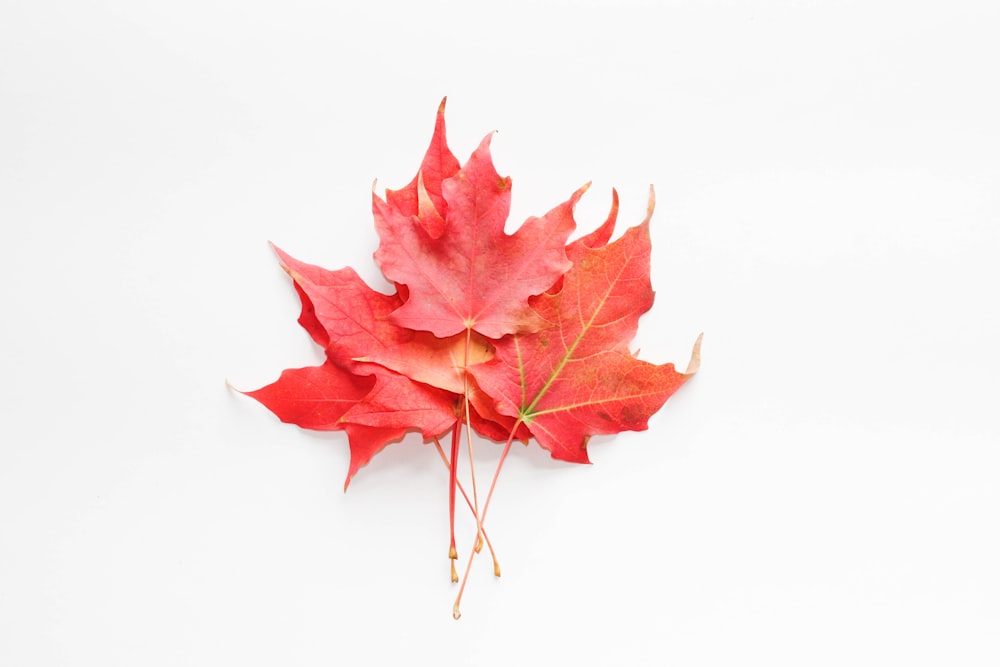 red maple leaf on white surface