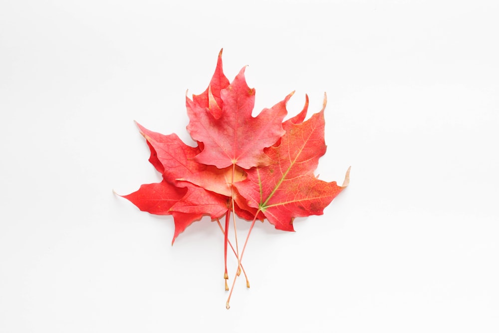 feuille d’érable rouge sur surface blanche