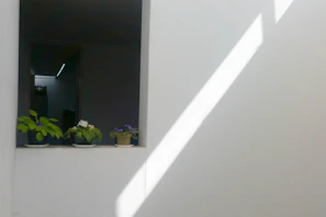 Bright indoor plant setup by a window casting gentle shadows on white walls