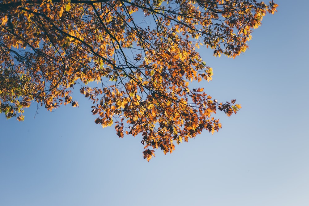 scenery of withered tree