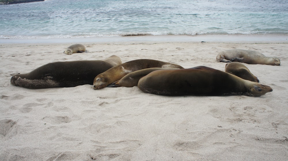 seal lying on shore