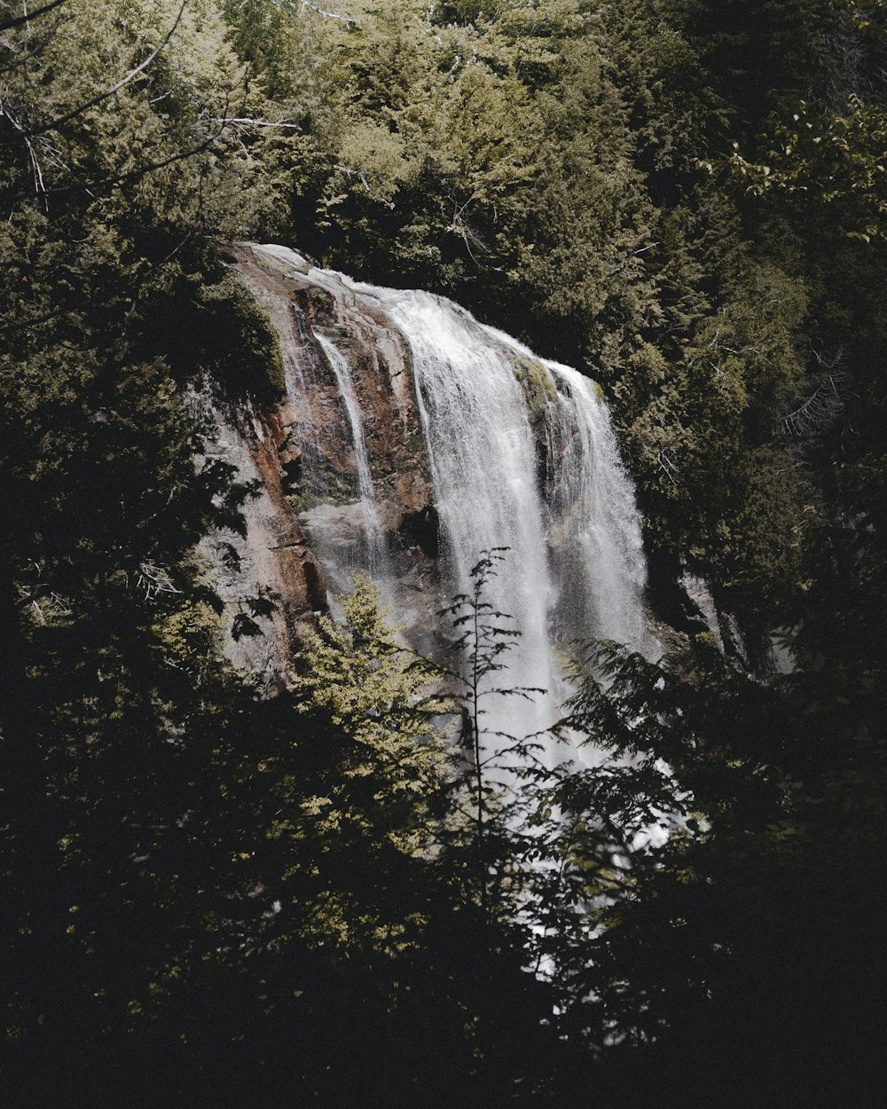 waterfalls surrounded trees