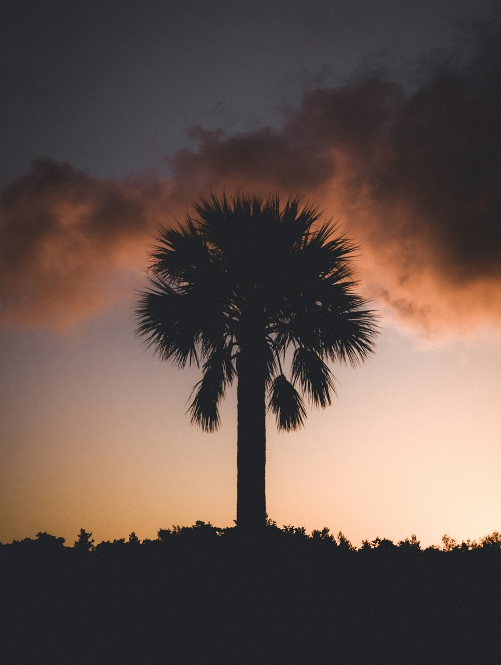 silhouette of palm tree at golden hour