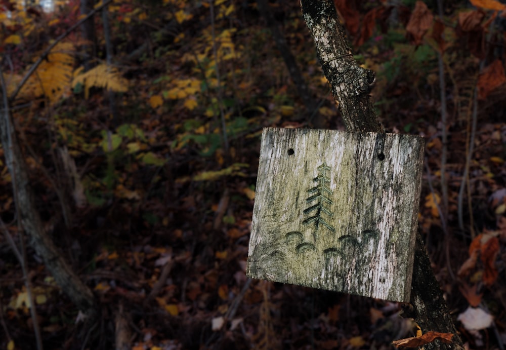 un segno che è su un albero nel bosco