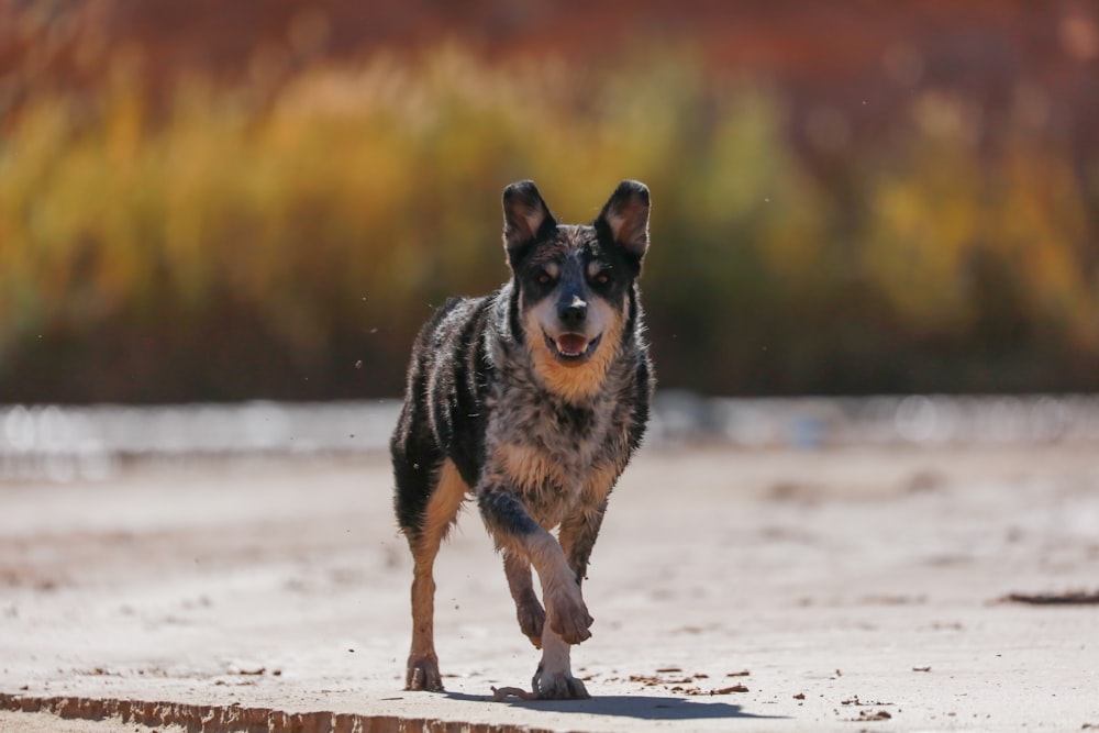 black and tan short coat medium sized dog running on seashore during daytime