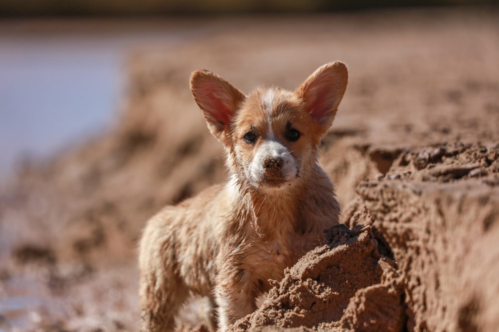 selective focus of long-coated brown and white dog on sand during daytime