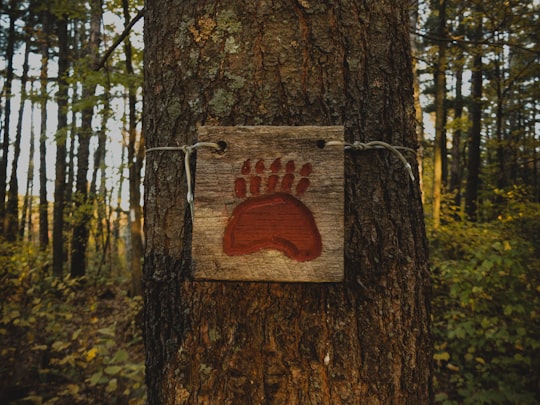 beware of bear tree signage in Wisconsin United States
