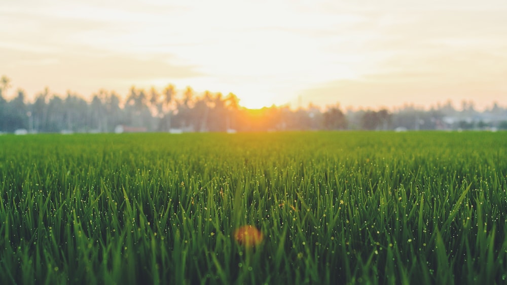 Nascer do sol no campo da planta